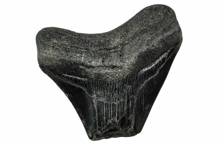 Bargain, , Fossil Megalodon Tooth - Georgia #338846